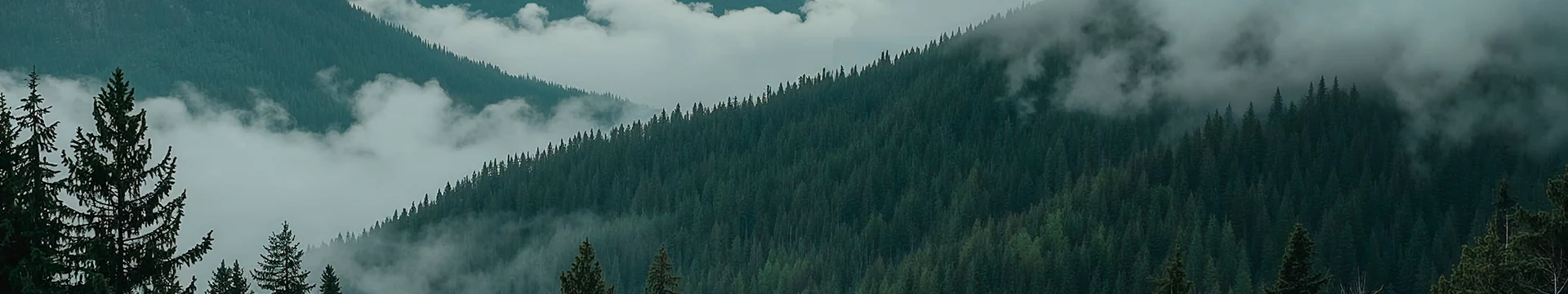 Banner Timberwolf Bosque